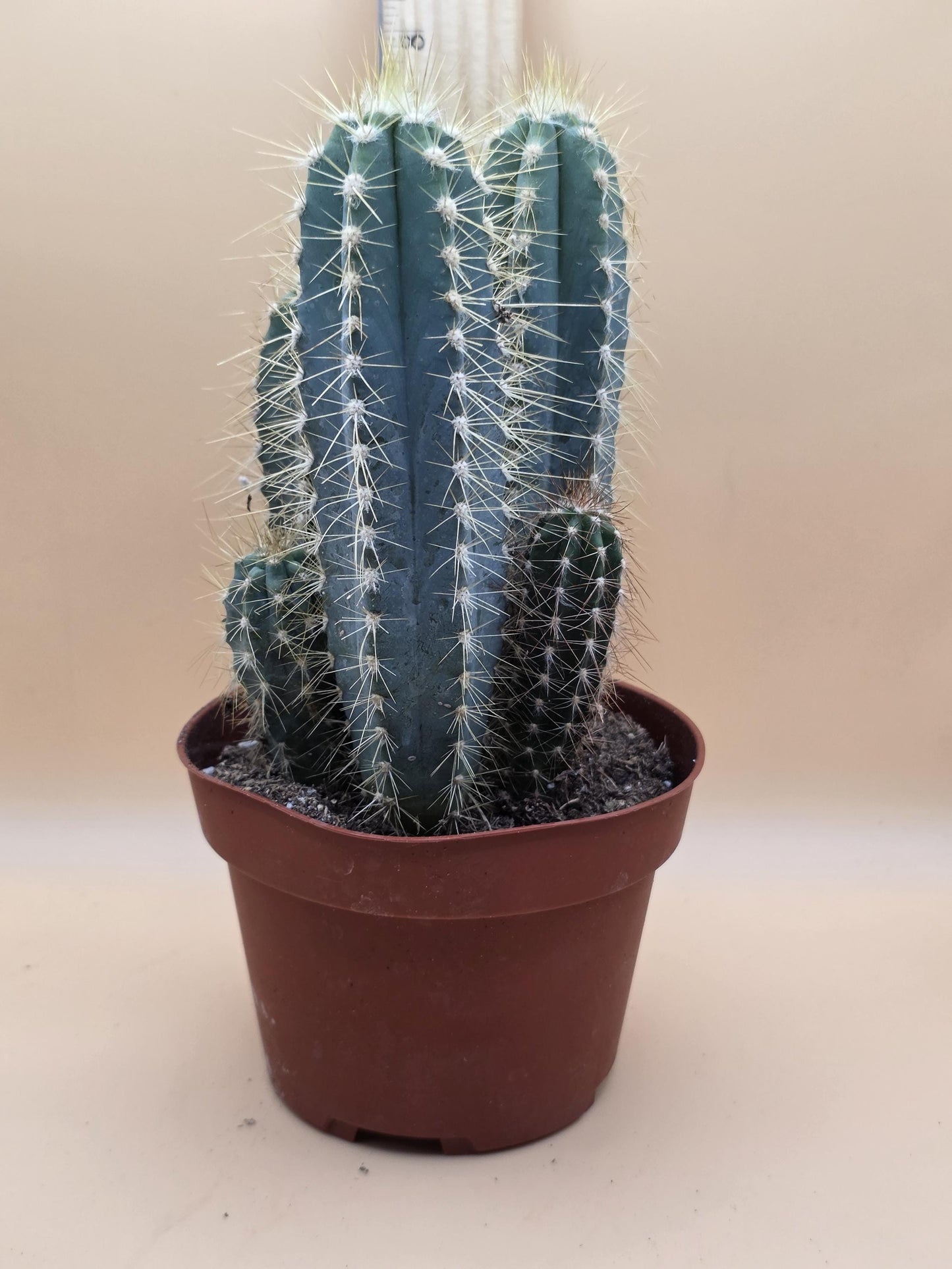 Blue Torch Cactus (Pilosocereus pachycladus)
