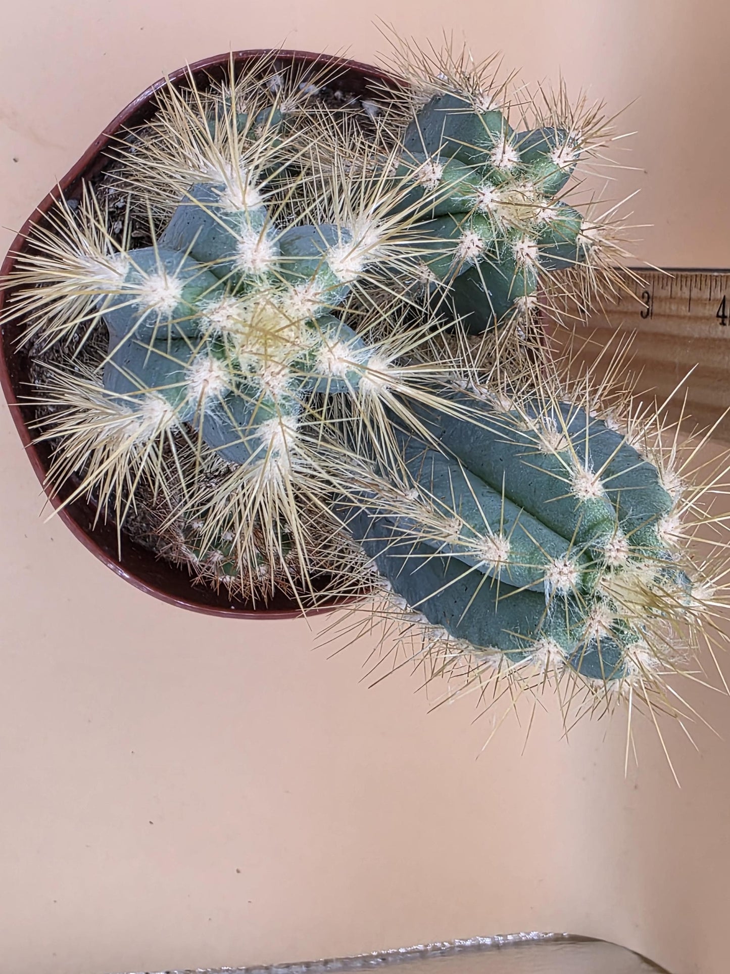 Blue Torch Cactus (Pilosocereus pachycladus)