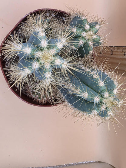 Blue Torch Cactus (Pilosocereus pachycladus)