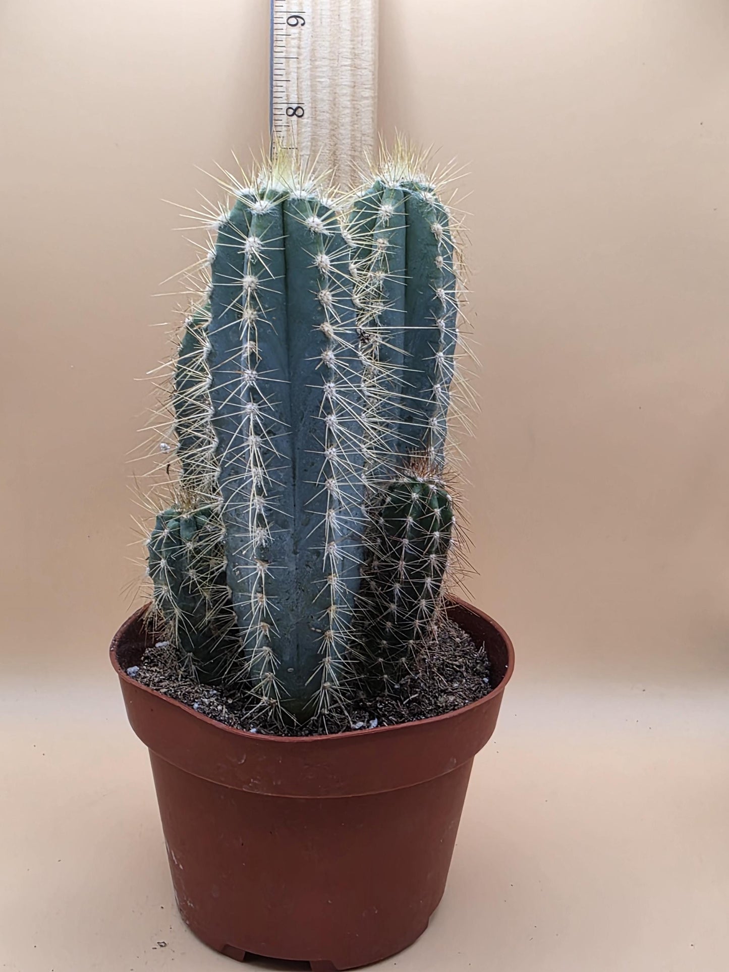 Healthy Blue Torch Cactus (Pilosocereus pachycladus) growing in a nursery pot with striking powder-blue stems, golden spines, and multiple offsets against a neutral background.
