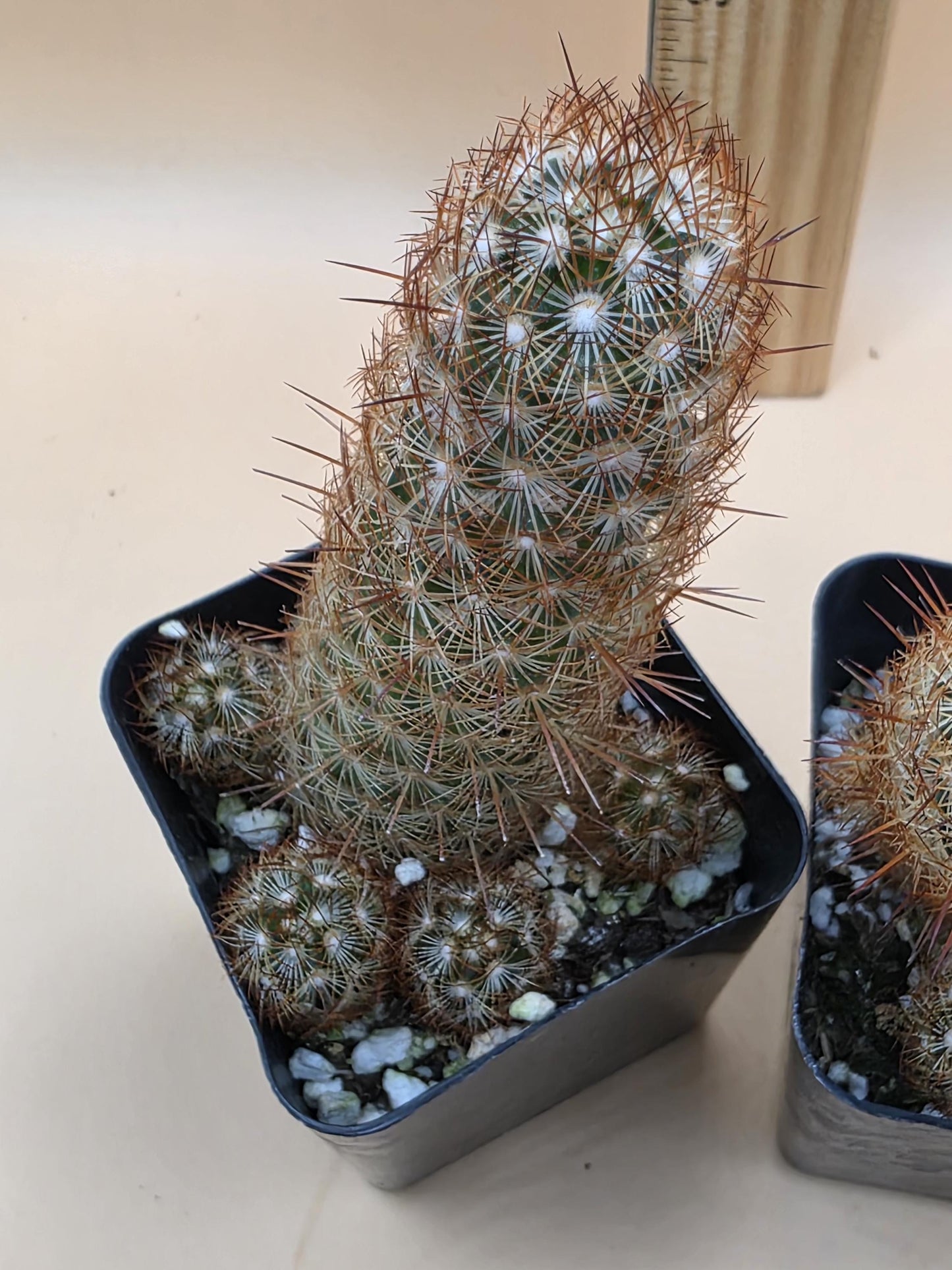 Copper King Cactus (Mammillaria elongata)