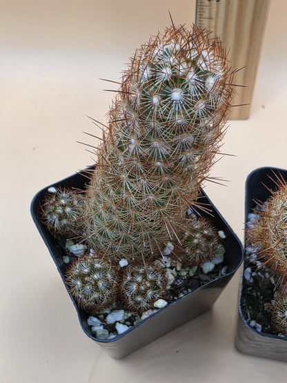 Copper King Cactus (Mammillaria elongata)