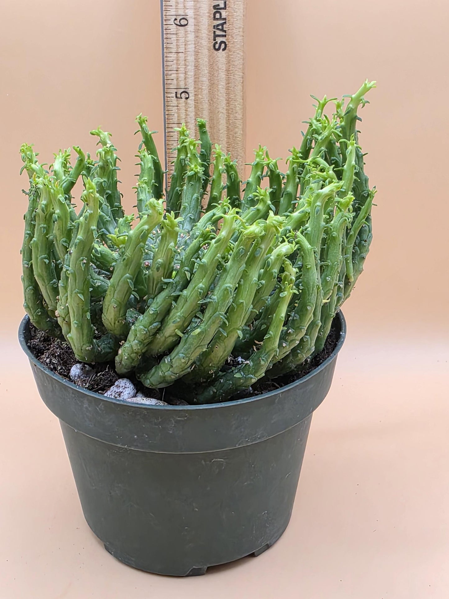 Medusa Head Plant (Euphorbia flanaganii 'Transkei')