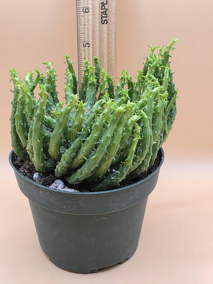 Medusa Head Plant (Euphorbia flanaganii 'Transkei')