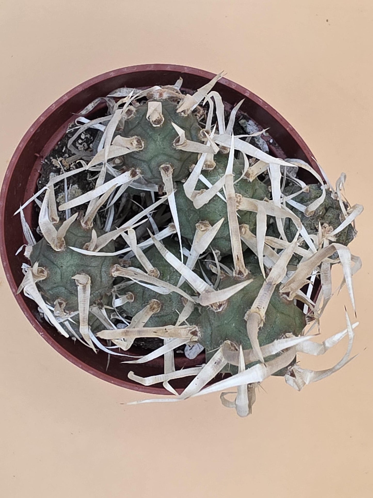 Paper Spine Cactus (Tephrocactus articulatus var. papyracanthus)