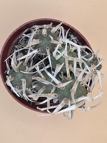 Paper Spine Cactus (Tephrocactus articulatus var. papyracanthus)