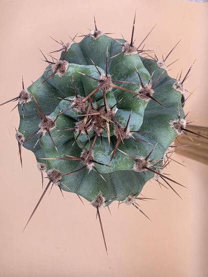 Spiral Cactus (Cereus forbesii 'Spiralis')