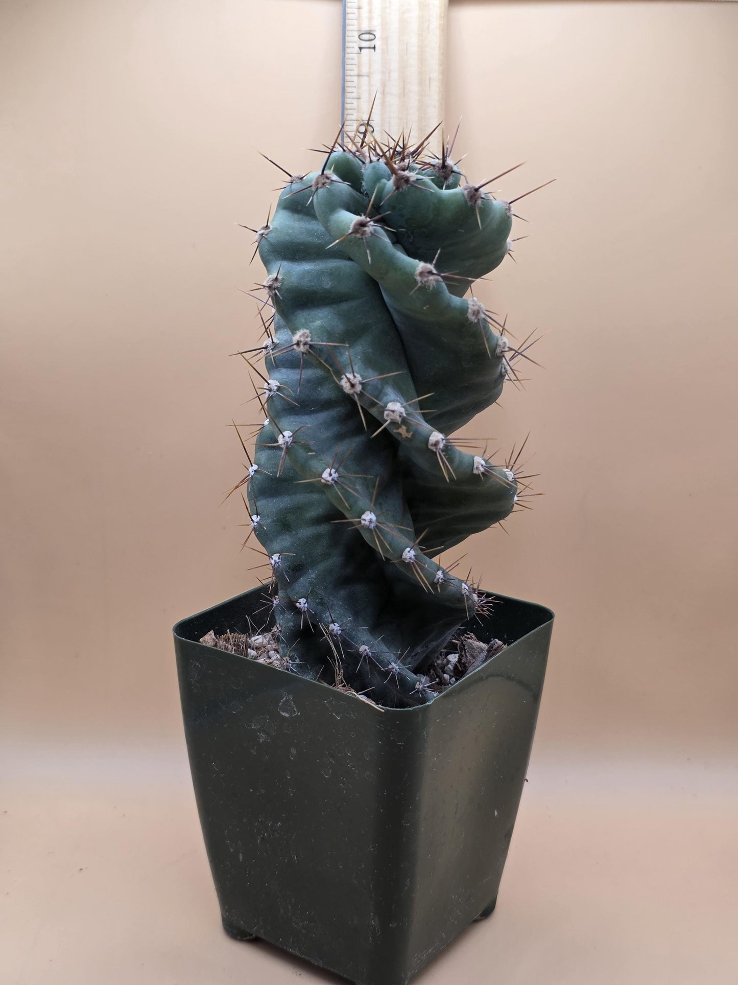 Spiral Cactus (Cereus forbesii 'Spiralis')