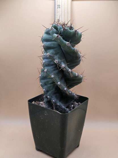 Spiral Cactus (Cereus forbesii 'Spiralis')