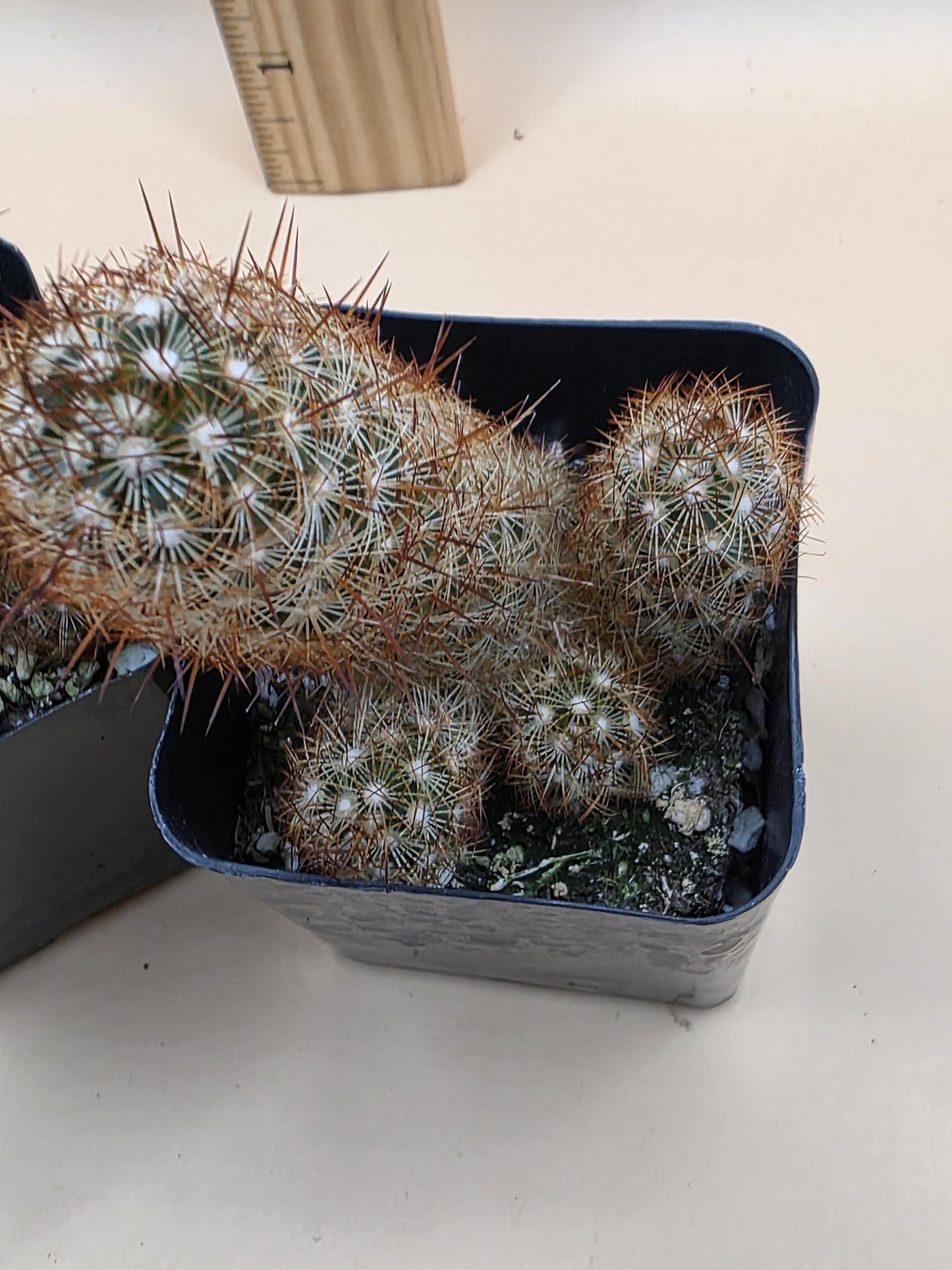 Copper King Cactus (Mammillaria elongata)