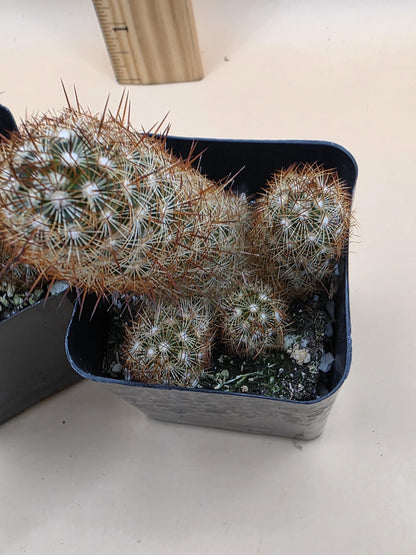 Copper King Cactus (Mammillaria elongata)