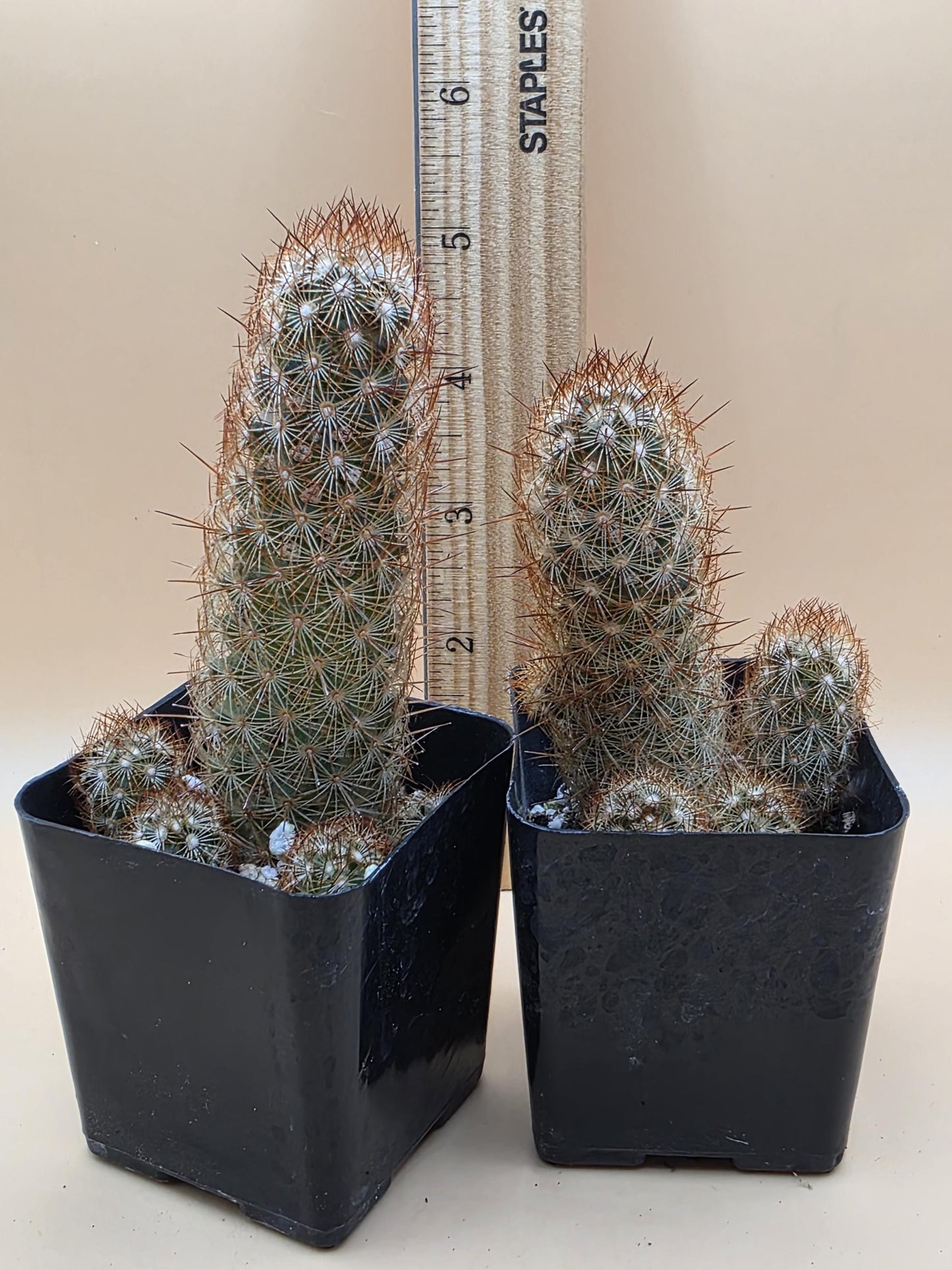 Copper King Cactus (Mammillaria elongata)