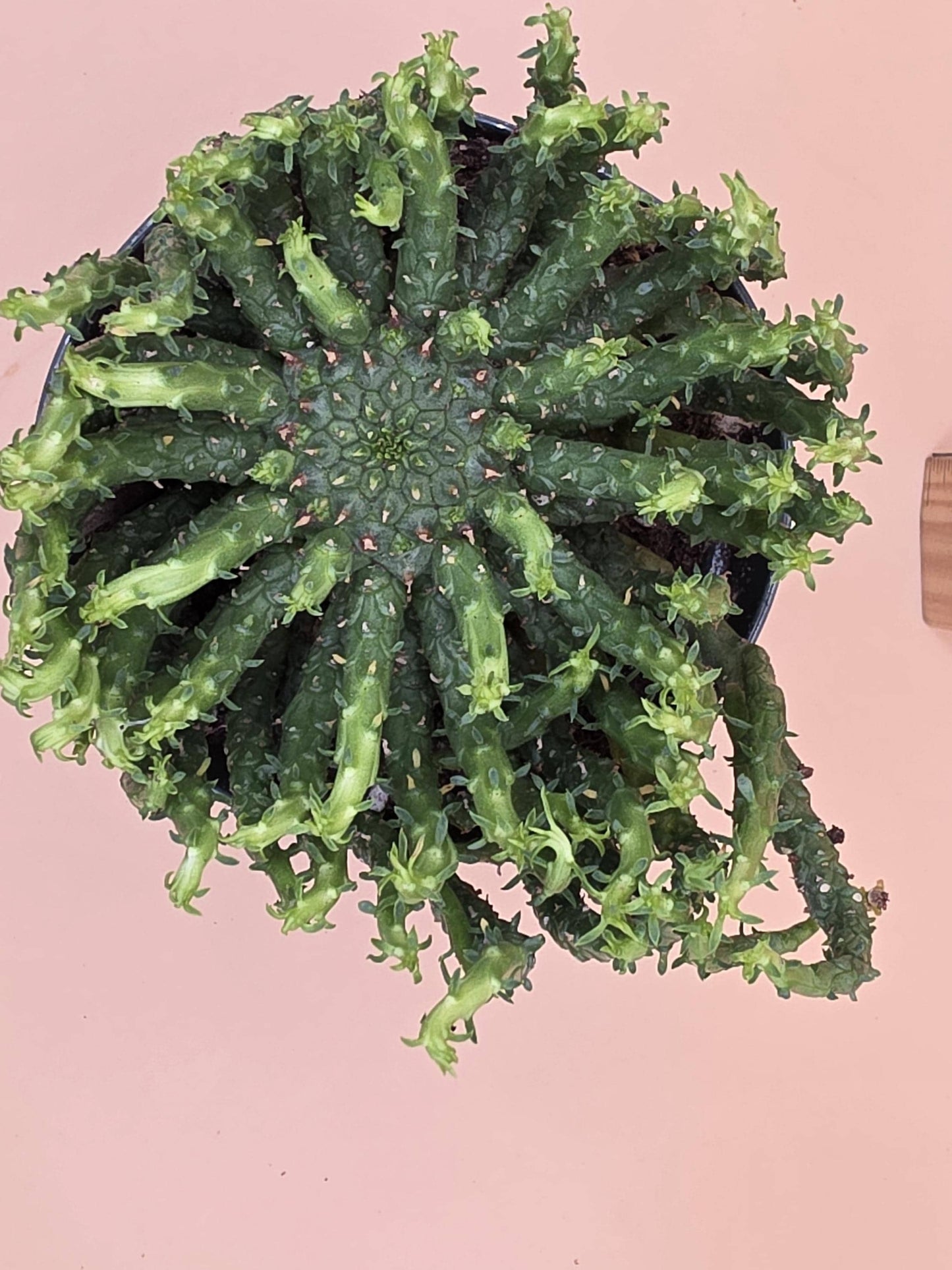 Medusa Head Plant (Euphorbia flanaganii 'Transkei')