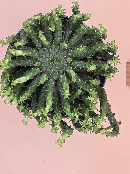 Medusa Head Plant (Euphorbia flanaganii 'Transkei')