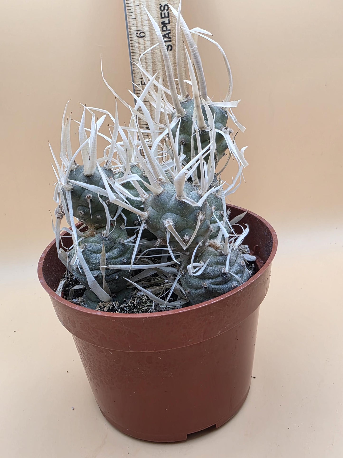 Paper Spine Cactus (Tephrocactus articulatus var. papyracanthus)