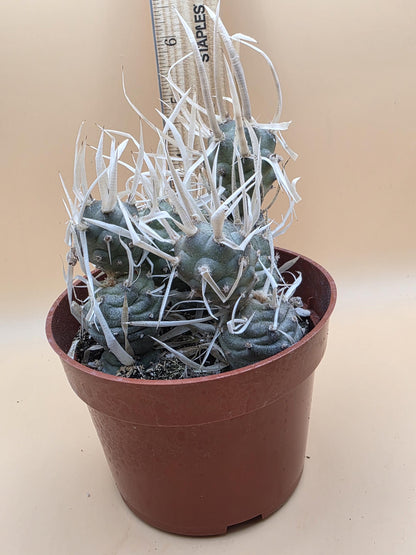 Paper Spine Cactus (Tephrocactus articulatus var. papyracanthus)