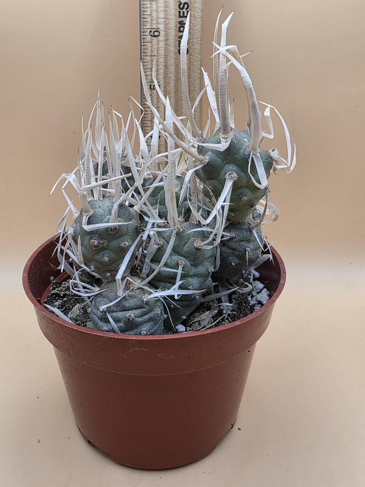 Paper Spine Cactus (Tephrocactus articulatus var. papyracanthus)