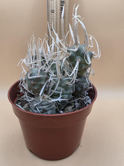 Paper Spine Cactus (Tephrocactus articulatus var. papyracanthus)